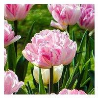 You Garden Tulip 'Double Pink' - 20 Bulbs