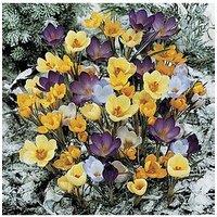 You Garden Crocus Mixed Species - 30 Bulbs