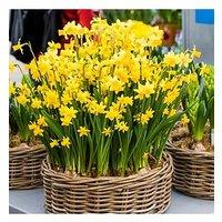 You Garden Narcissus Tete A Tete - 30 Bulbs