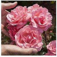 You Garden Rose 'Queen Elizabeth' (Bare Root)