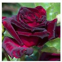 You Garden Rose 'Black Baccara' (Bare Root)