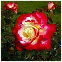 You Garden Rose 'Double Delight' (Bare Root)