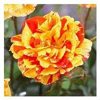 You Garden Rose 'Oranges & Lemons' Papagena (Bare Root)