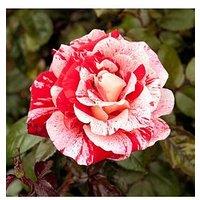 You Garden Rose 'Raspberry Ripple' Papageno (Bare Root)