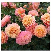 You Garden Rose Climbing Peach Melba (4L Pot)
