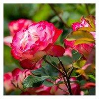 You Garden Rose Double Delight (4L Pot)