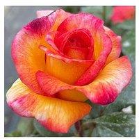 You Garden Rose Sheilas Perfume (4L Pot)