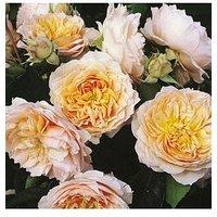 You Garden Rose Climbing Ginger Syllabub (4L Pot)