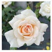 You Garden Rose Climbing Penny Lane (4L Pot)
