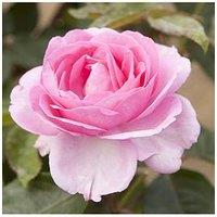 You Garden Rose Mum You Are One In A Million (4L Pot)