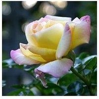 You Garden Rose Peace (4L Pot)