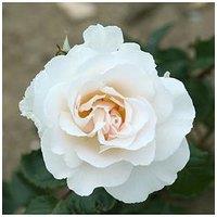 You Garden Rose Margaret Merril (4L Pot)