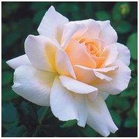 You Garden Rose Chandos Beauty (4L Pot)