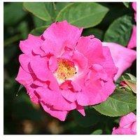 You Garden Rose Climbing Zephirine Drouhin (4L Pot)