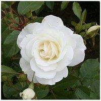You Garden Rose Iceberg (4L Pot)