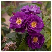 You Garden Rose Rhapsody In Blue (4L Pot)