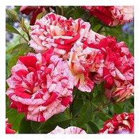 You Garden Rose Raspberry Ripple (Papageno) (4L Pot)