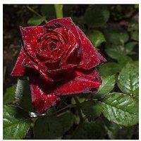 You Garden Rose Black Baccara (4L Pot)