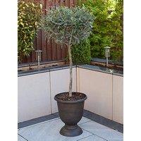You Garden Olive Tree Standard 80Cm 18Cm Potted Plant