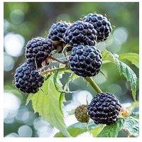 You Garden Raspberry 'Black Jewel' 2L Pot