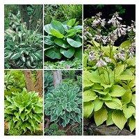 You Garden Hosta Collection 5 Bare Root Plants