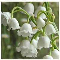You Garden Convallaria Lily Of The Valley - 10 Pips