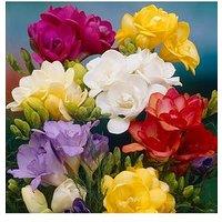 You Garden Double Freesias Mixed X 50 Corms