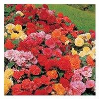 You Garden Belgian Upright Giant Begonias X 10 Tubers