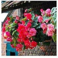 You Garden Belgian Trailing Giant Begonias X 10 Tubers