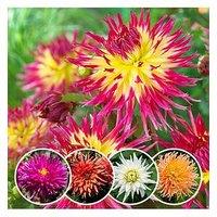 You Garden Dahlia Cactus Mixed 5 Tubers