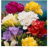 You Garden 100 Freesias Bulbs - 50 Singles & 50 Doubles