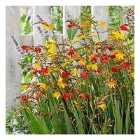 You Garden Crocosmia Mix X 50 Corms
