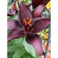 You Garden Lily Landini Pack Of 10 Bulbs Size 10/12