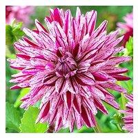 You Garden Dahlia Blackberry Ripple Pack Of 3 Tubers