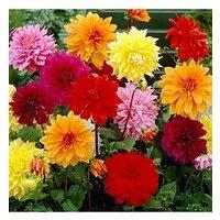 You Garden Dahlia Dinnerplates Mix Pack Of 5 Tubers