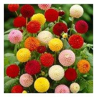 You Garden Dahlia Pom Pom Mix Pack Of 5 Tubers