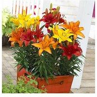 You Garden Carpet Lilies Flame Mix - Pack Of 10 Size 12/14
