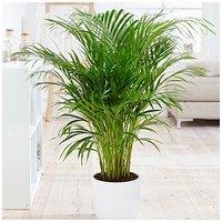You Garden Areca Palm 20Cm Pot 90Cm Tall