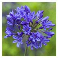 You Garden Agapanthus Africanus Blue (5 Bare Root Plants)