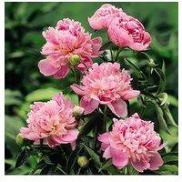 You Garden Paeony 'Sarah Bernhardt' (1 Bare Root Plant)