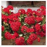 You Garden Geranium Ultimate Red - 20 Garden Ready Plants