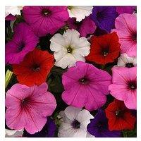 You Garden Petunia Easy Wave Ultimate Mix - 20 Garden Ready Plants
