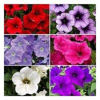 You Garden 30 Years Of Surfinia Bedding Collection (18 Plug Plants)