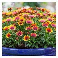 You Garden African Daisy - Osteospermum ' Purple Sun' (6 Plug Plants)