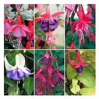 You Garden Hardy Fuchsias Plug Plants (12 Plugs)