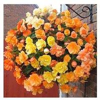 You Garden Begonia Apricot Shades - 20 Garden Ready Plants