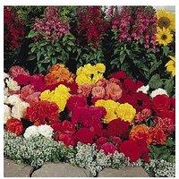 You Garden Begonia Non Stop Mix - 20 Garden Ready Plants