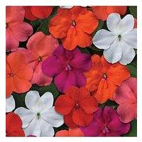You Garden Busy Lizzie Beacon Mix - 20 Garden Ready Plants