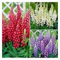 You Garden Lupin 'Gallery' Collection (3X 9Cm Pots)