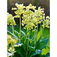 You Garden Primula Veris - Cowslip (2 X 9Cm Pots)